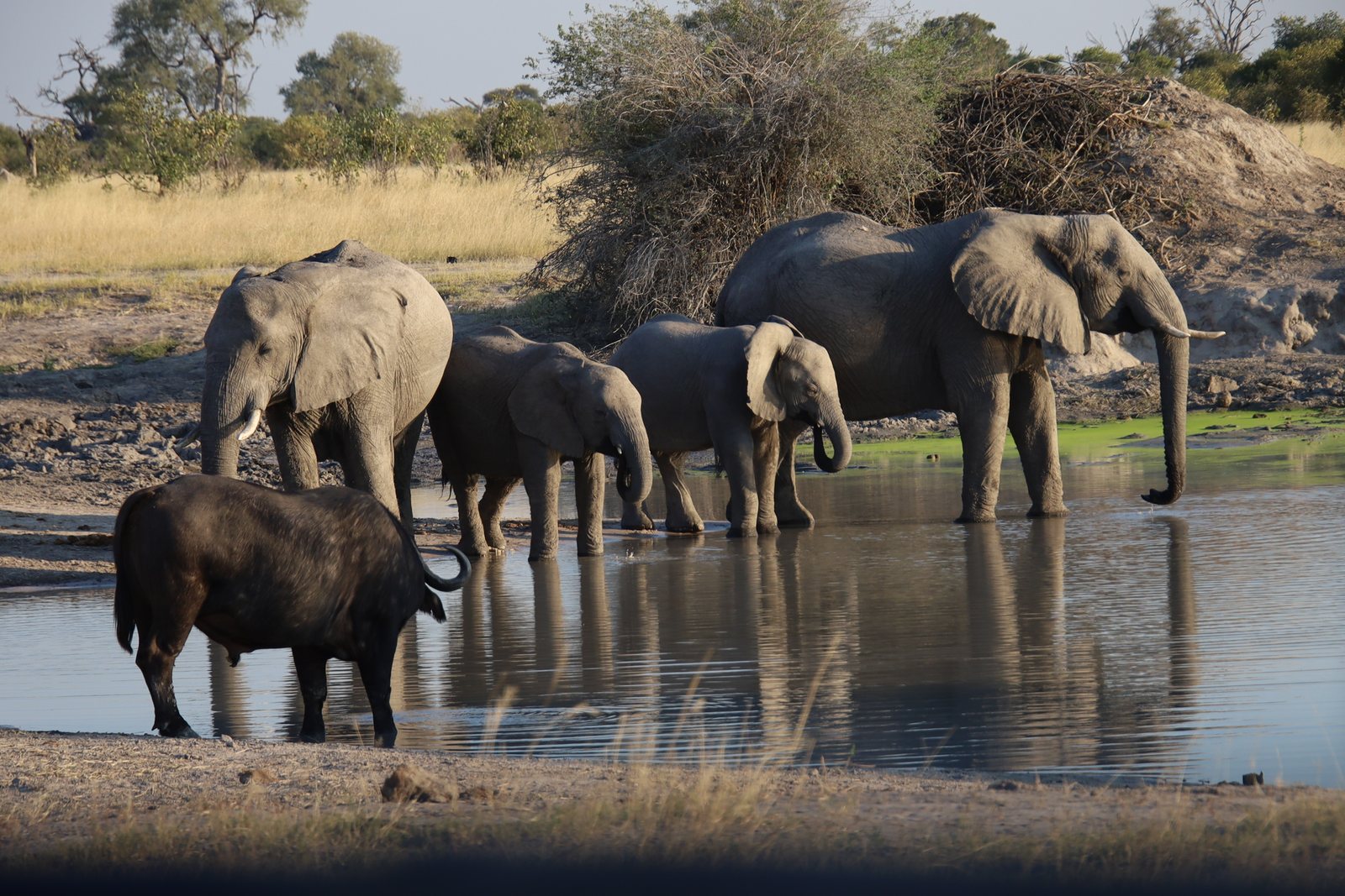 Elephants at waterhole